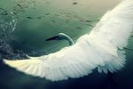 swan-flying-bird-animal-photo-and-background-graphics-1910768